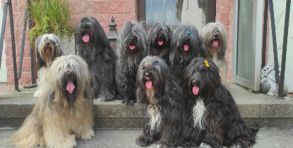 Deckrüden aus meiner Zucht