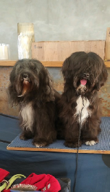 Unsere Nachwuchshündin